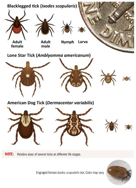 Tick